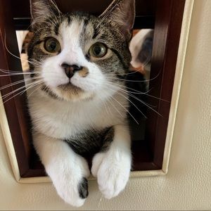 Pet Friendly🐯 Smoke Free Closet